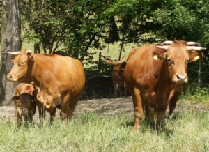 Limpurger Rind - Herde mit Kühen und Kälbern