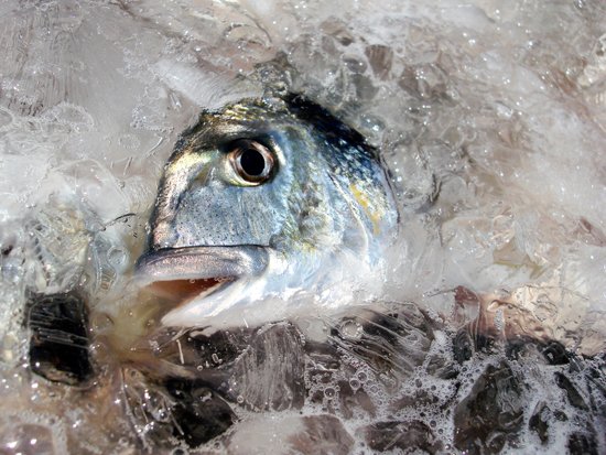 Fisch Rezepte