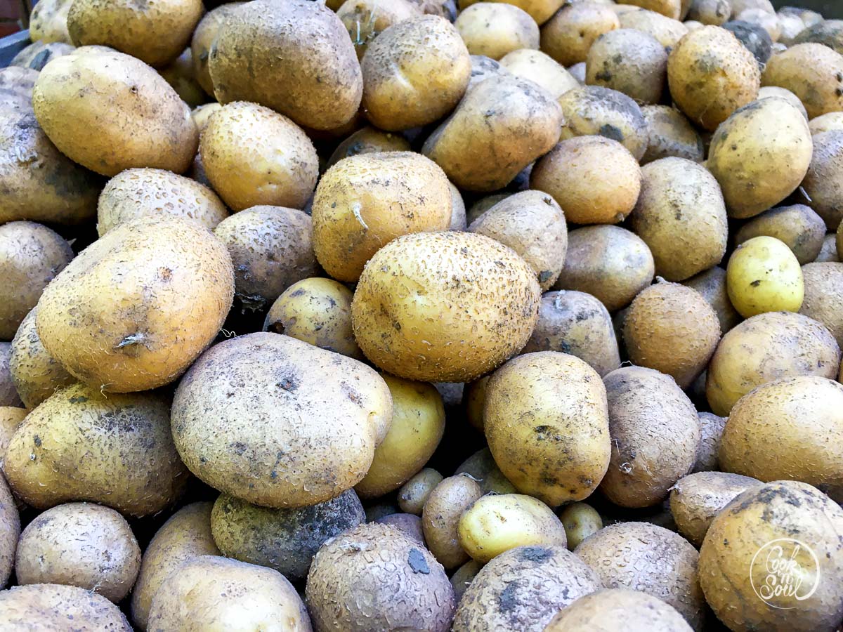 Kartoffeln Sortenvielfalt