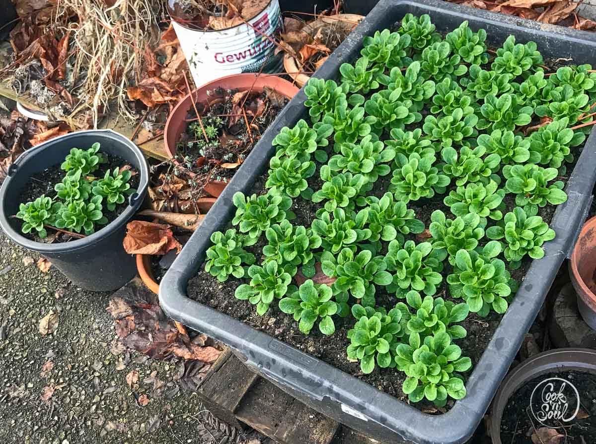 Feldsalat im Blumentopf anbauen