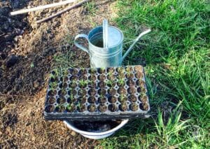 Jungpflanzen Anzucht