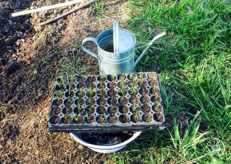 Jungpflanzen Anzucht