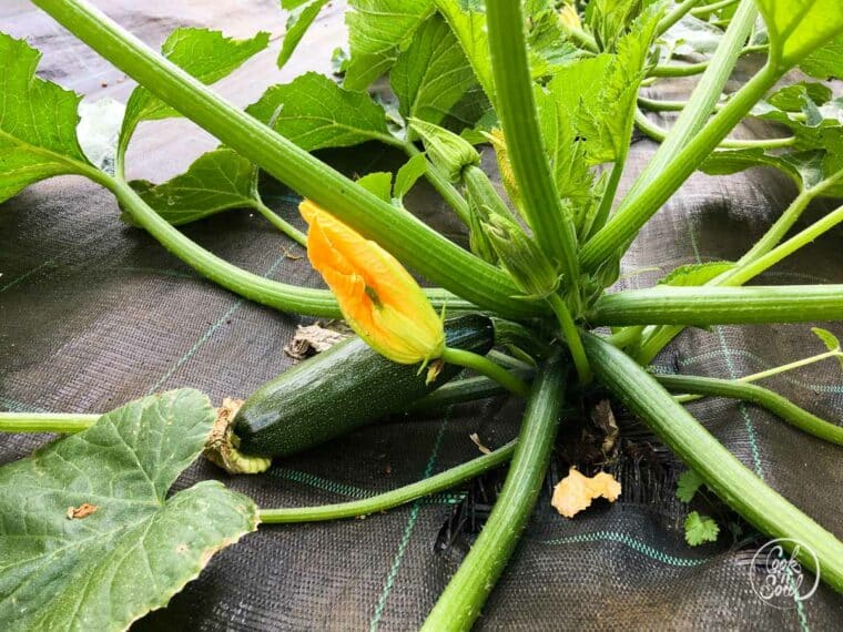 Zucchini pflanzen, pflegen und ernten cooknsoul.de